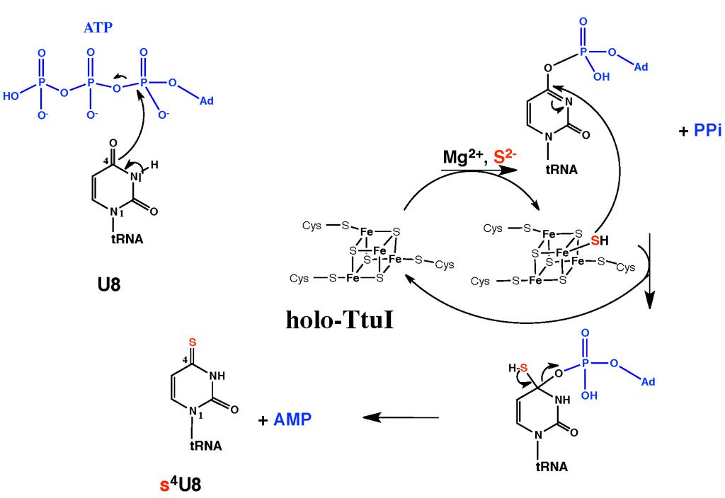 Figure4-Scheme-mechanism-FeS-TtuI-new (1)