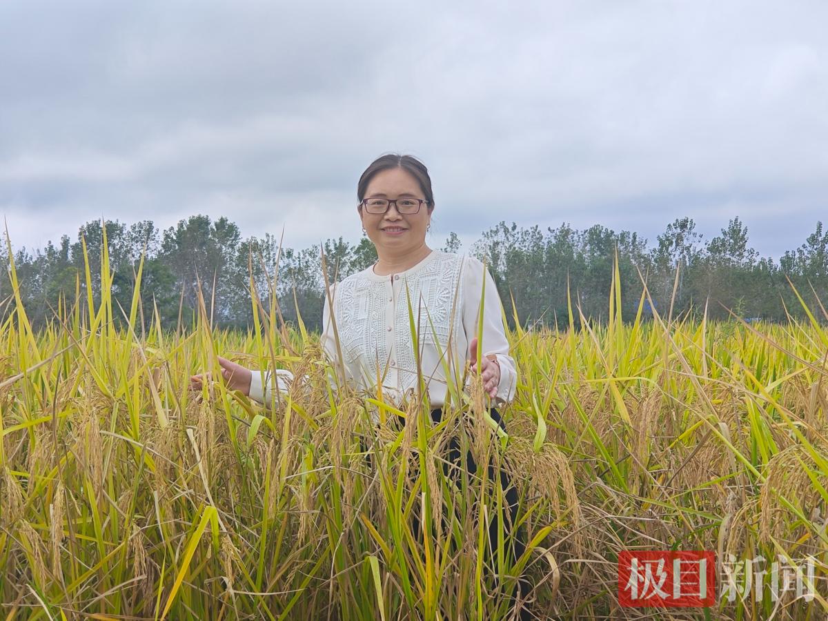 何玉池稻田照片6.jpg 何玉池稻田照片6.jpg